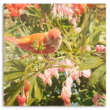 Listen to the Bleeding Hearts